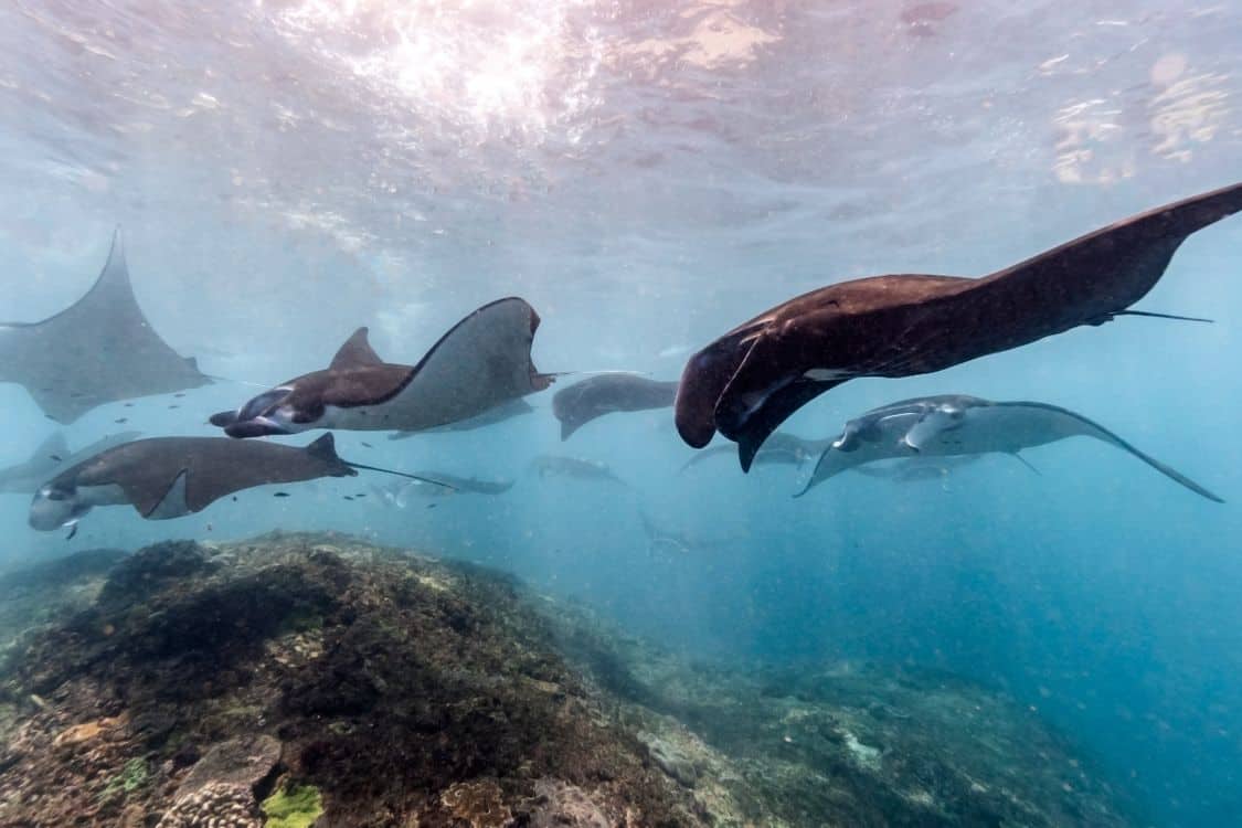 Why Kona’s Proposed Manta Viewing Limits Have Small-Boat Snorkel Operators Paying Attention